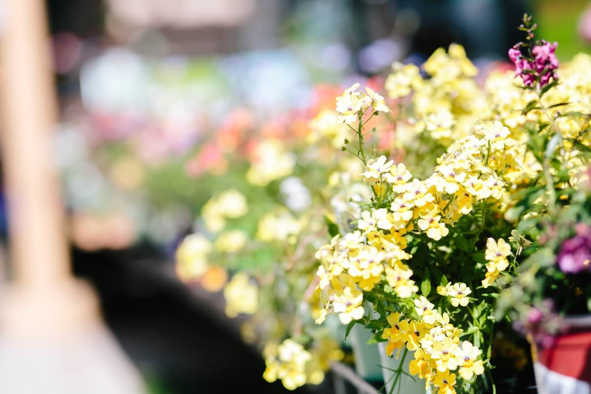 Spring Portrait Event 2018: A Day at the Farm | 05/12/2018 | social-curator-04-2018-24.jpg