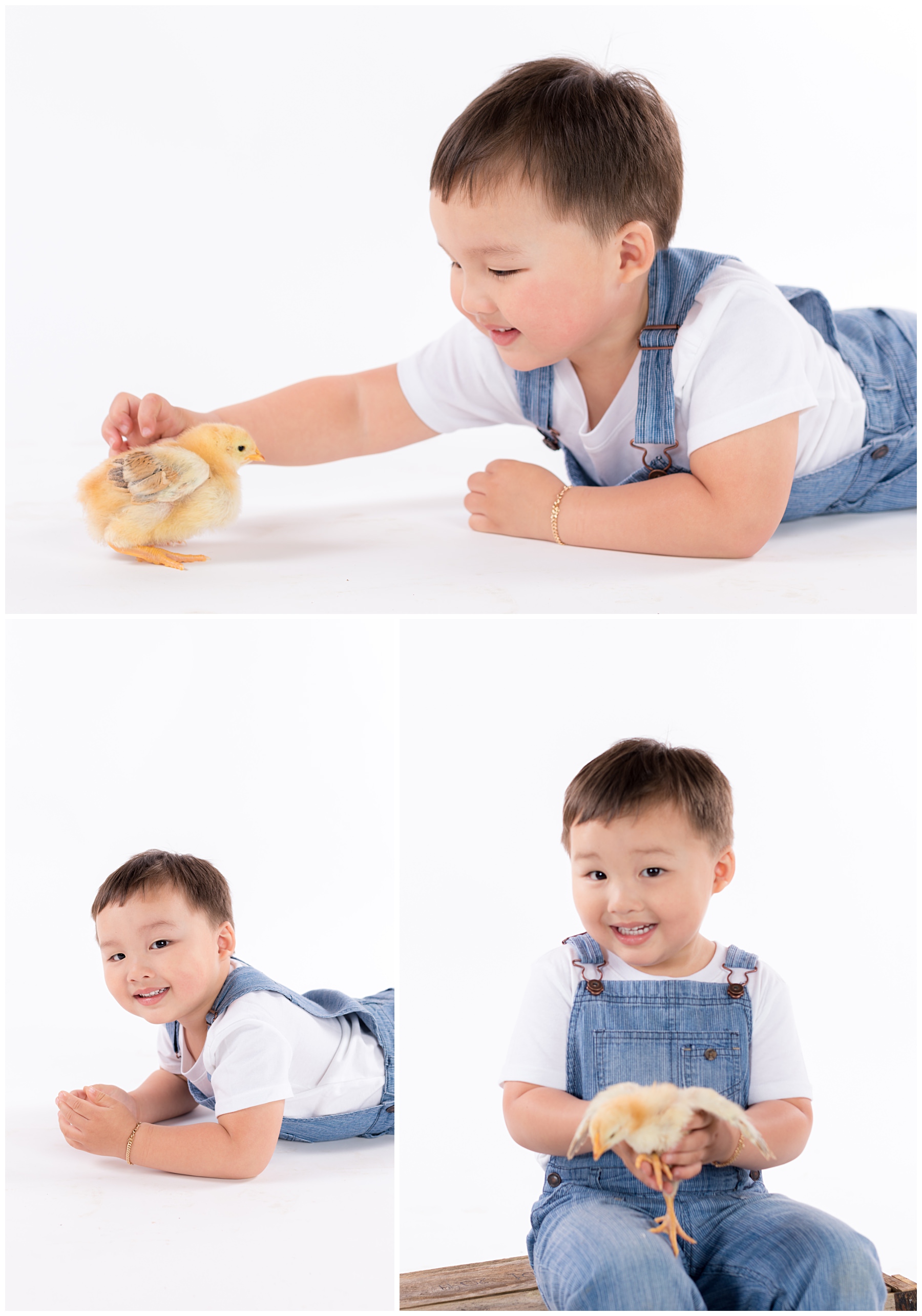 Spring portraits of boy with baby chicks