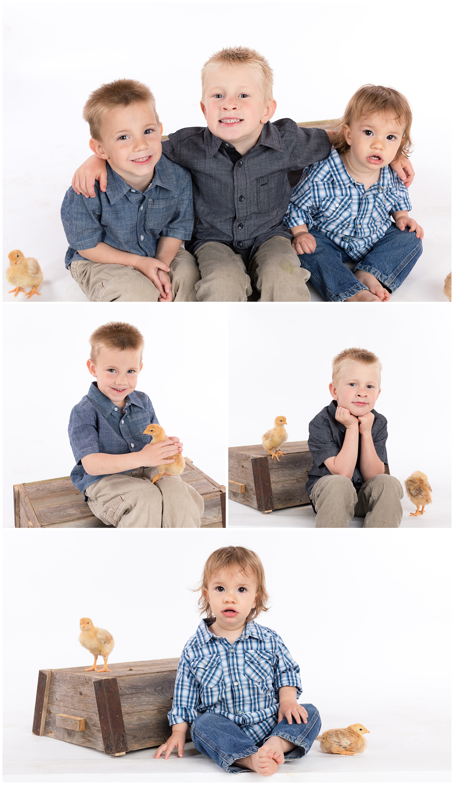 Brothers portraits for Easter with baby chicks