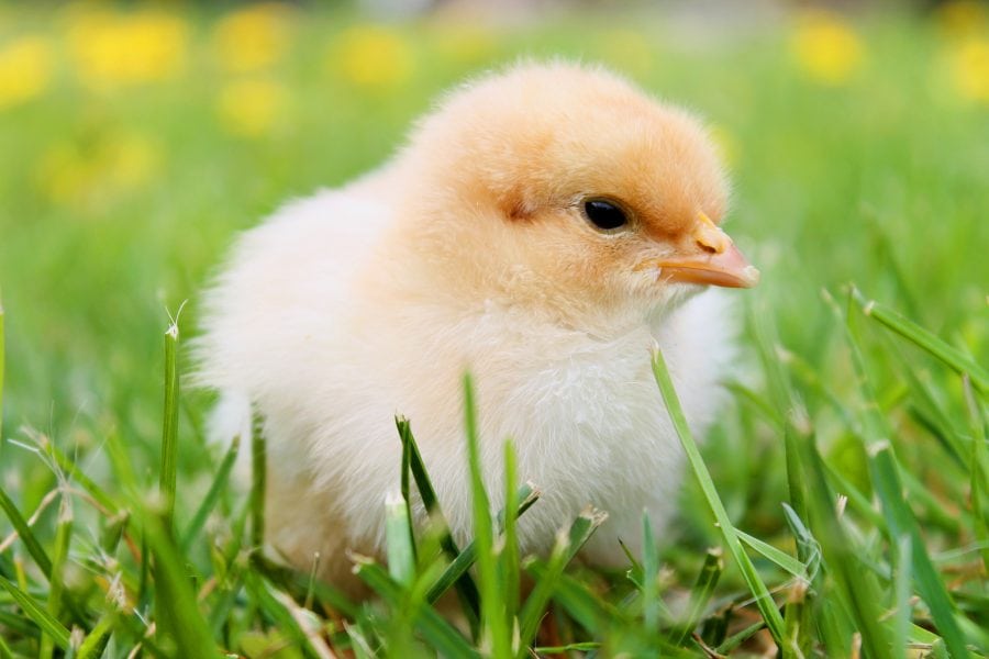 spring photos with baby chicks